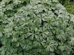 Geranium pratense