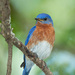 Eastern Bluebird - Photo (c) greglasley, some rights reserved (CC BY-NC), uploaded by Greg Lasley