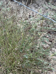Bouteloua barbata