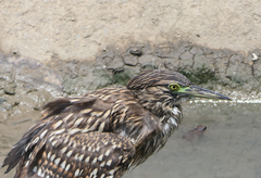 Nycticorax caledonicus