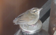 Urosphena squameiceps