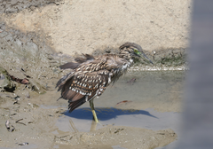 Nycticorax caledonicus