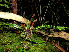 Blechnum membranaceum