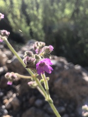 Mirabilis viscosa