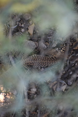 Dipsosaurus dorsalis