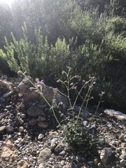 Mirabilis viscosa