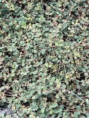Euphorbia albomarginata