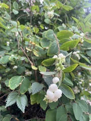 Symphoricarpos