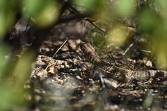 Dipsosaurus dorsalis