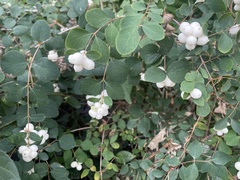 Symphoricarpos