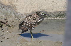 Nycticorax caledonicus