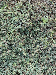Euphorbia albomarginata