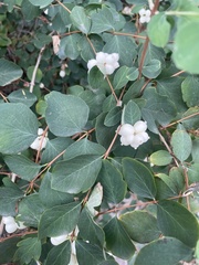 Symphoricarpos