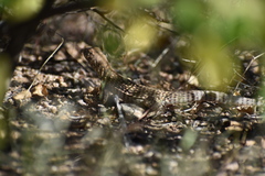 Dipsosaurus dorsalis