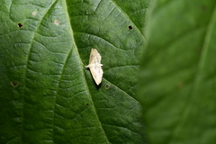 Lamprosema