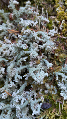 Cladonia squamosa