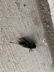 Gryllidae