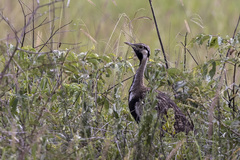Lissotis melanogaster