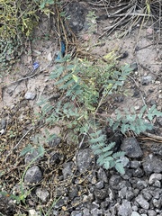 Hoffmannseggia glauca