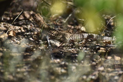 Dipsosaurus dorsalis