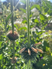 Leonotis