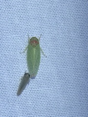 Gyponana
