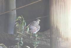 Nycticorax caledonicus