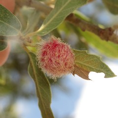 Cynips quercusnubila