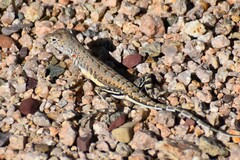 Callisaurus draconoides