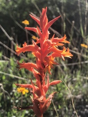 Dichromanthus cinnabarinus