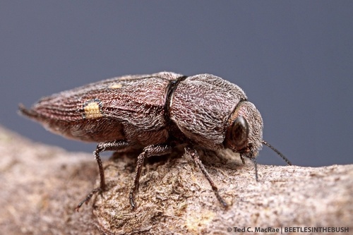 Paratyndaris prosopis thumbnail
