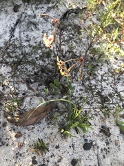 Pelargonium anethifolium