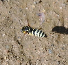 Bicyrtes capnopterus