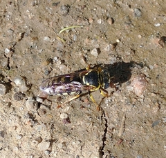 Bicyrtes capnopterus