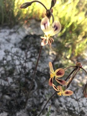 Pelargonium anethifolium