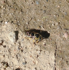 Bicyrtes capnopterus