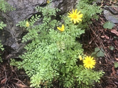 Chrysactinia truncata
