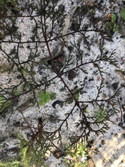 Pelargonium anethifolium