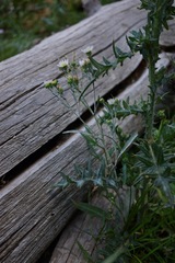 Symphyotrichum bracteolatum