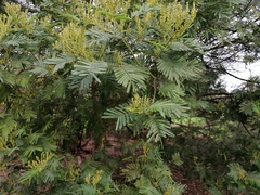Acacia dealbata
