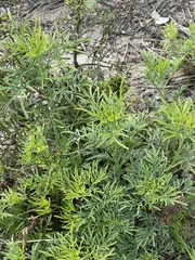 Ambrosia confertiflora