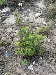Ambrosia confertiflora
