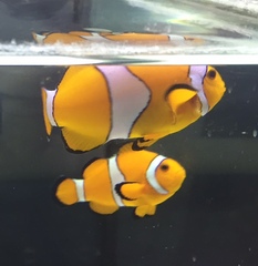 Amphiprion ocellaris