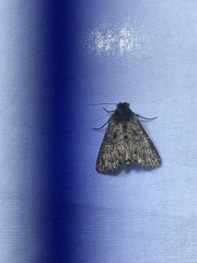 Condica