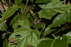 Xenocatantops brachycerus