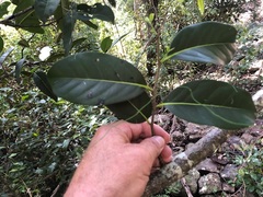 Diospyros fasciculosa
