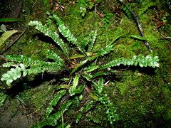 Blechnum membranaceum