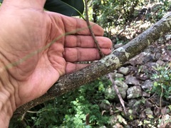 Diospyros fasciculosa