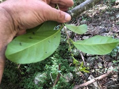 Diospyros fasciculosa