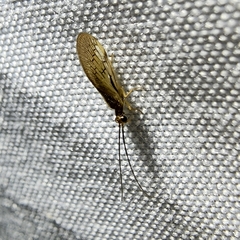 Climacia